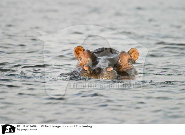 Flusspferd / hippopotamus / HJ-01409