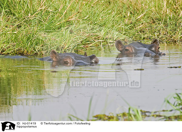 Flusspferd / hippopotamus / HJ-01419