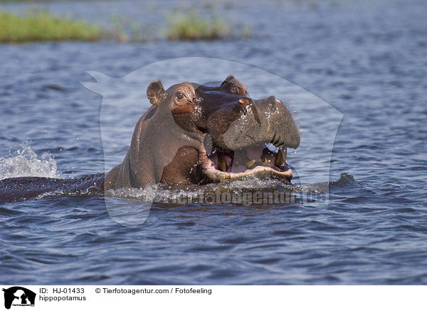 hippopotamus / HJ-01433