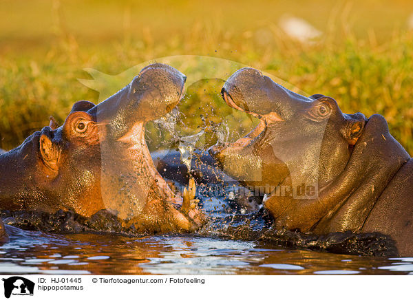 hippopotamus / HJ-01445