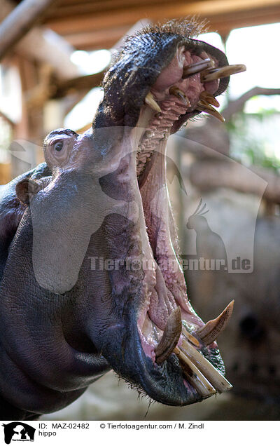 Flusspferd / hippo / MAZ-02482