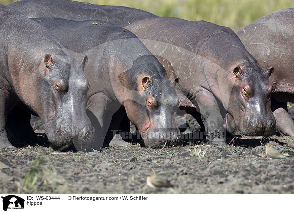 Flusspferde / hippos / WS-03444