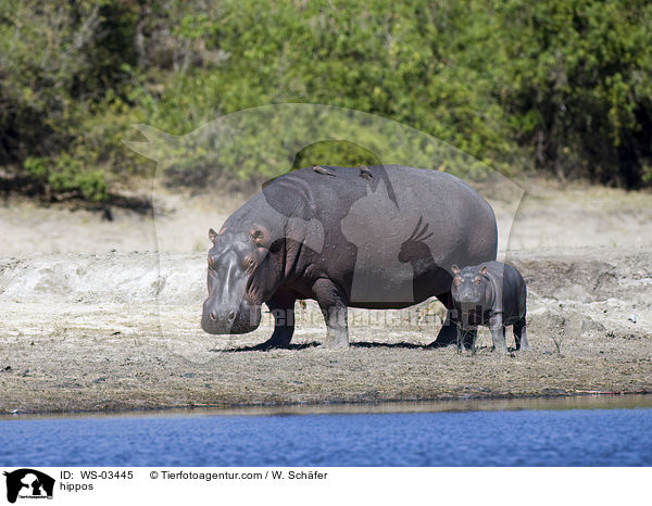 Flusspferde / hippos / WS-03445