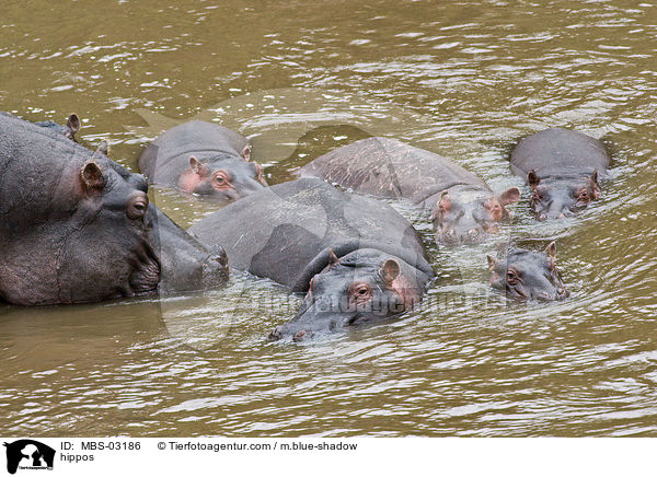 Flusspferde / hippos / MBS-03186