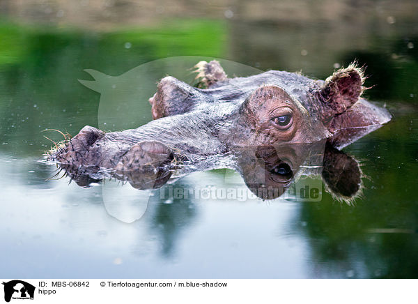 Flusspferd / hippo / MBS-06842