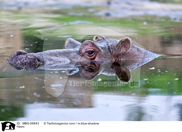 Flusspferd / hippo / MBS-06843