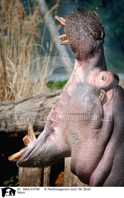 Flusspferd / MAZ-03796
