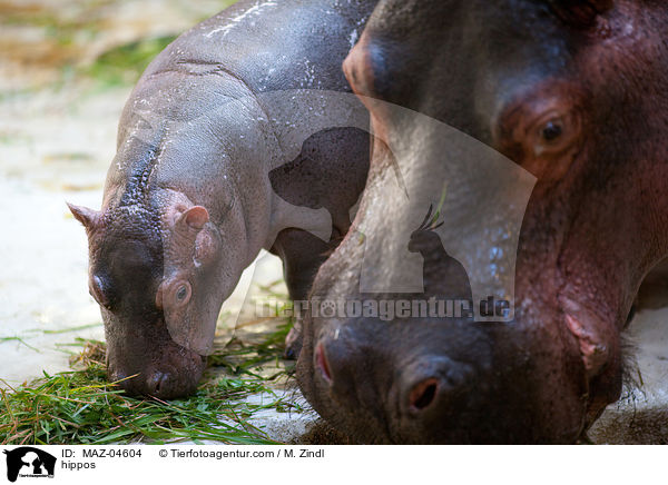 Flusspferde / hippos / MAZ-04604