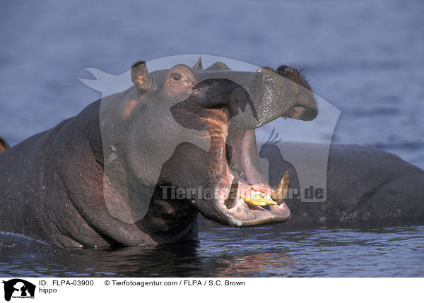 Flusspferd / hippo / FLPA-03900