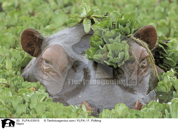 Flusspferd / hippo / FLPA-03910