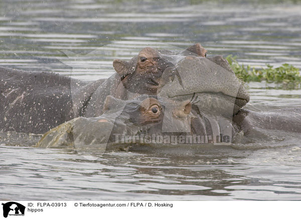 Flusspferde / hippos / FLPA-03913