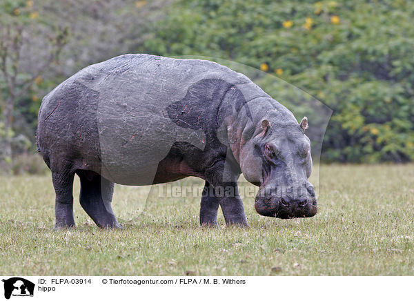 Flusspferd / hippo / FLPA-03914