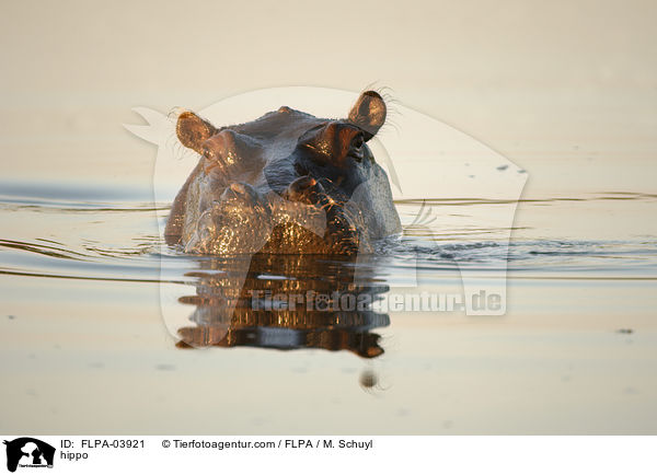 Flusspferd / hippo / FLPA-03921