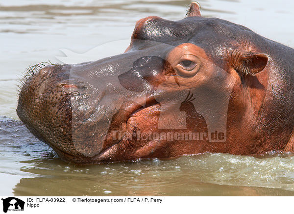 Flusspferd / hippo / FLPA-03922