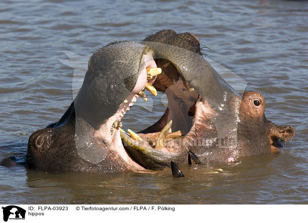 Flusspferde / hippos / FLPA-03923
