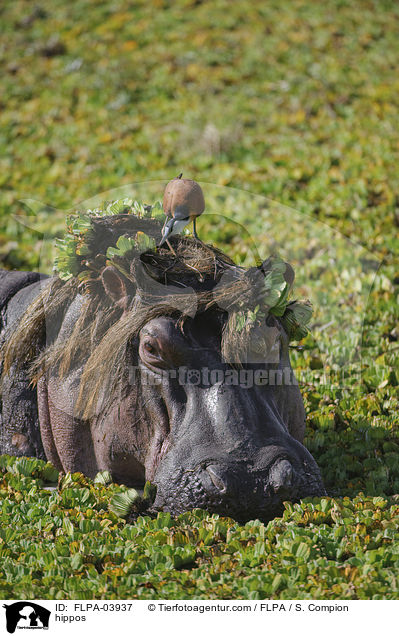 Flusspferde / hippos / FLPA-03937