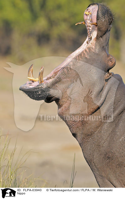 Flusspferd / hippo / FLPA-03940