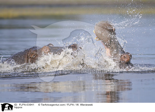 Flusspferde / hippos / FLPA-03941