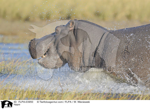 Flusspferd / hippo / FLPA-03950