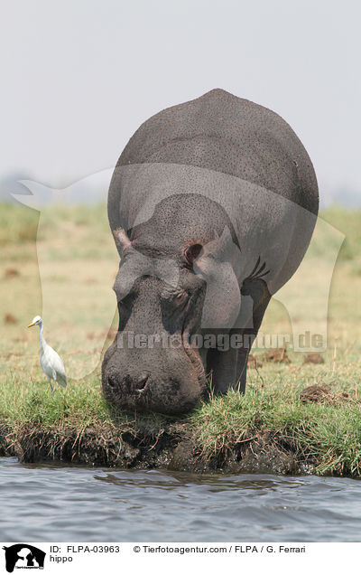 Flusspferd / hippo / FLPA-03963