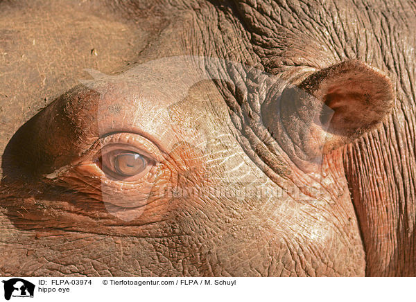 hippo eye / FLPA-03974