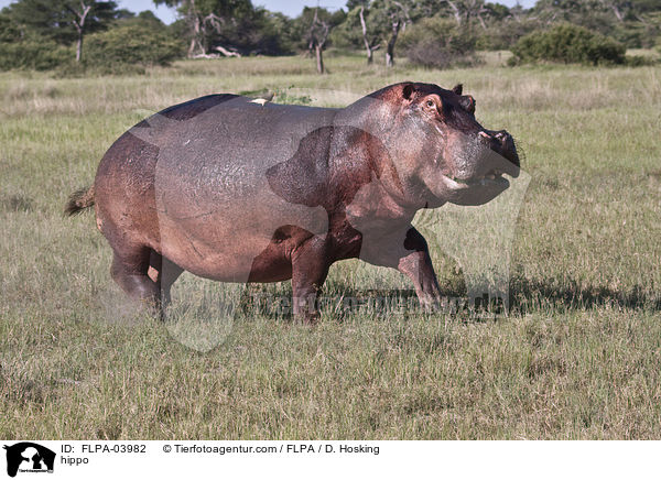 Flusspferd / hippo / FLPA-03982