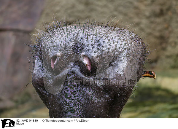 Flusspferd / hippo / AVD-04880