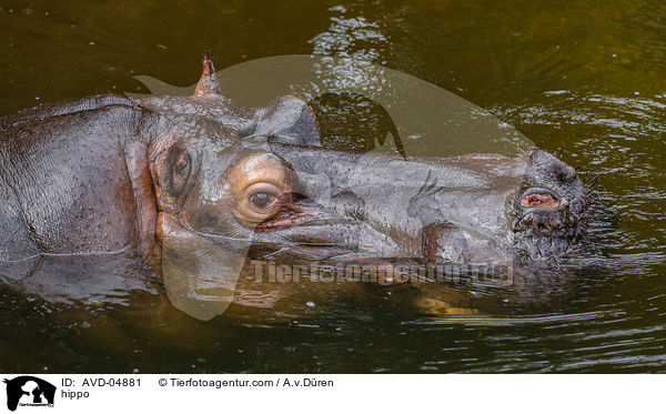 Flusspferd / hippo / AVD-04881