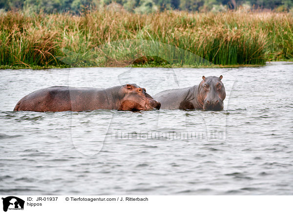 Flusspferde / hippos / JR-01937