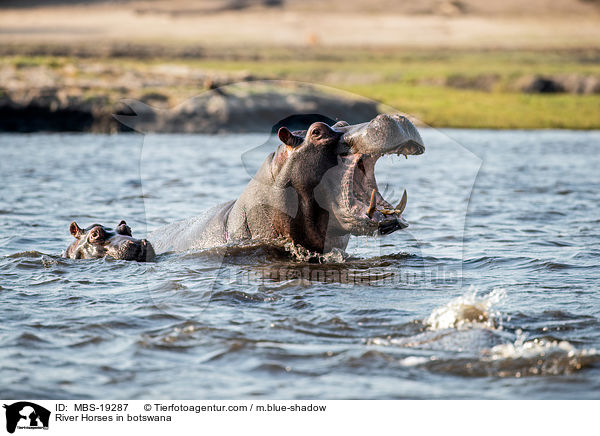 Flusspferde in Botswana / River Horses in botswana / MBS-19287