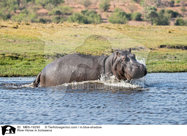 Flusspferd in Botswana / River Horse in botswana / MBS-19290