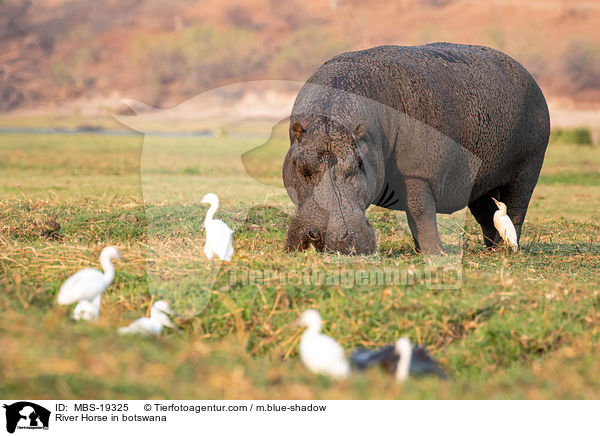 Flusspferd in Botswana / River Horse in botswana / MBS-19325