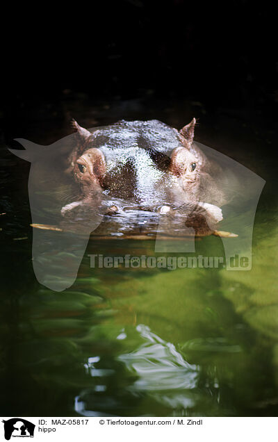 Flusspferd / hippo / MAZ-05817