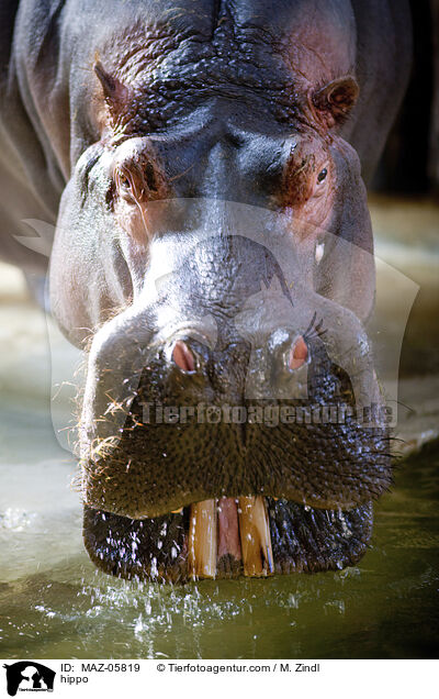 Flusspferd / hippo / MAZ-05819