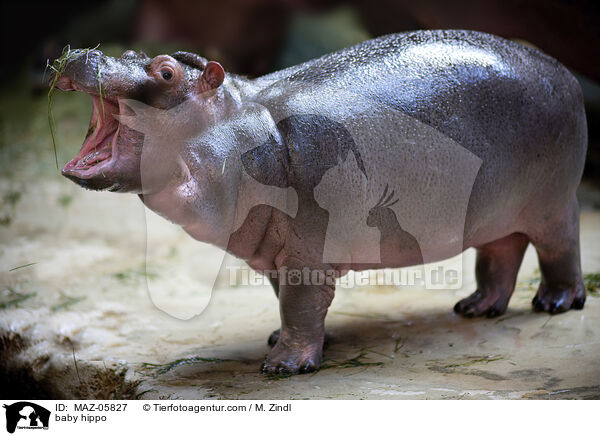 junges Flusspferd / baby hippo / MAZ-05827