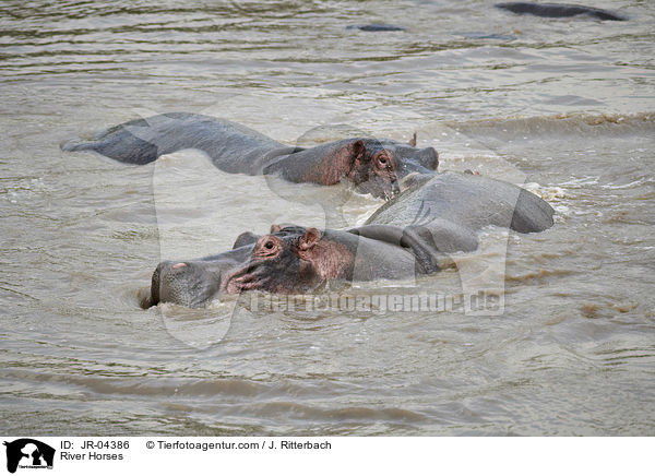 Flusspferde / River Horses / JR-04386
