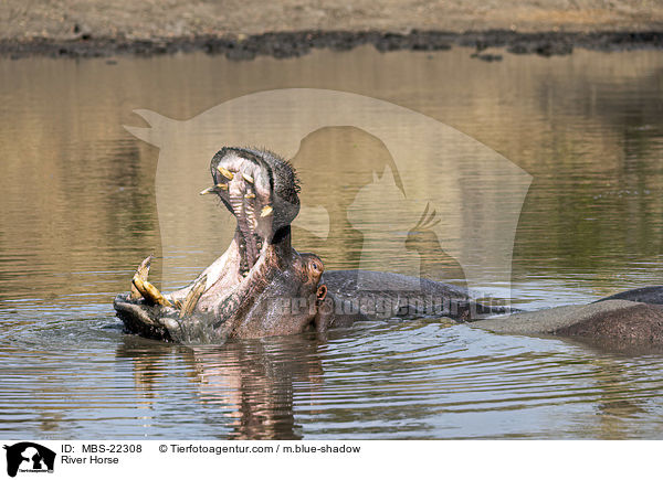 Flusspferd / River Horse / MBS-22308