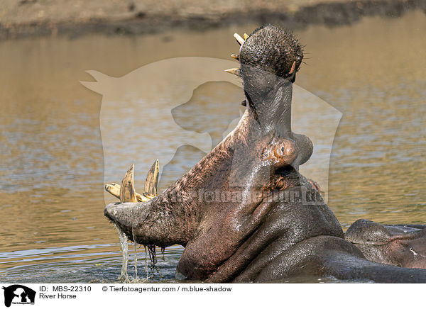 Flusspferd / River Horse / MBS-22310