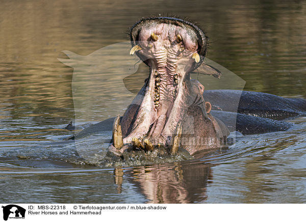 Flusspferde und Hammerkopf / River Horses and Hammerhead / MBS-22318