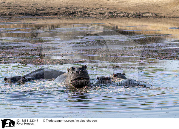 River Horses / MBS-22347