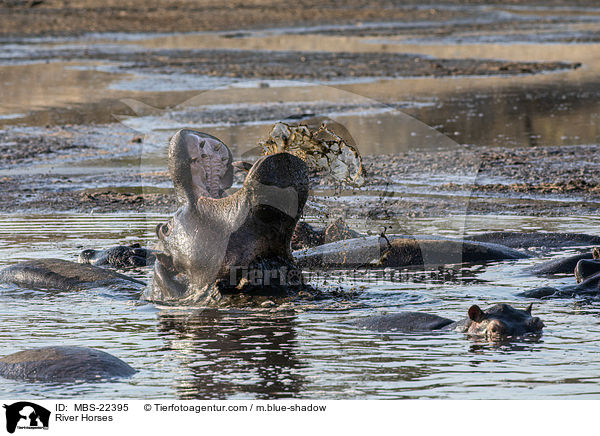 Flusspferde / River Horses / MBS-22395