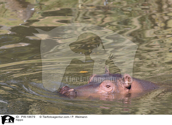 hippo / PW-18679