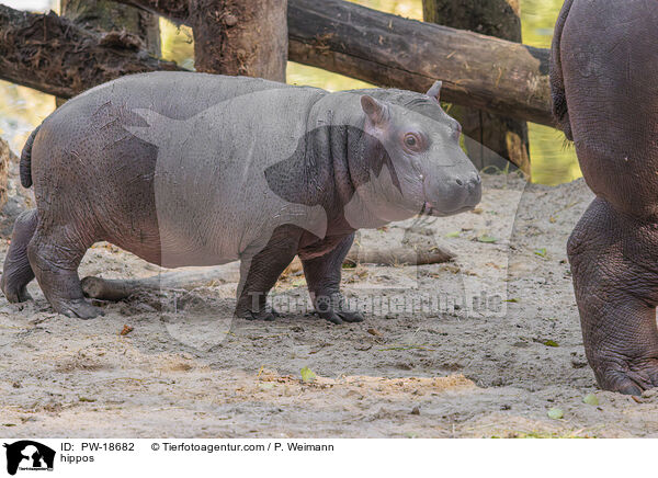 Flusspferde / hippos / PW-18682