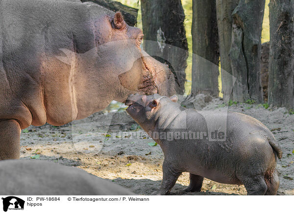 Flusspferde / hippos / PW-18684