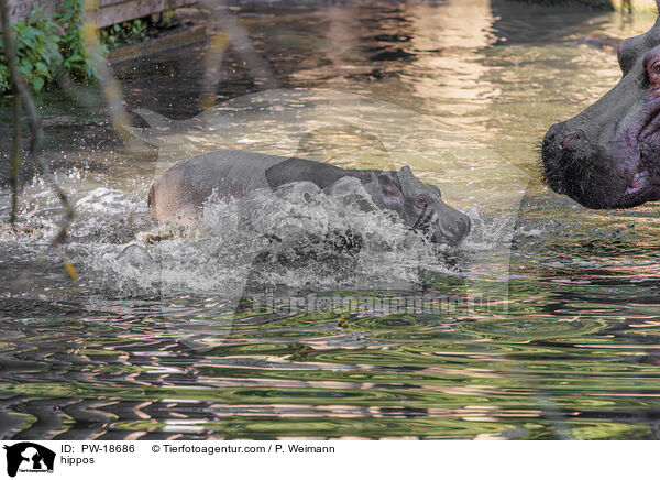 Flusspferde / hippos / PW-18686