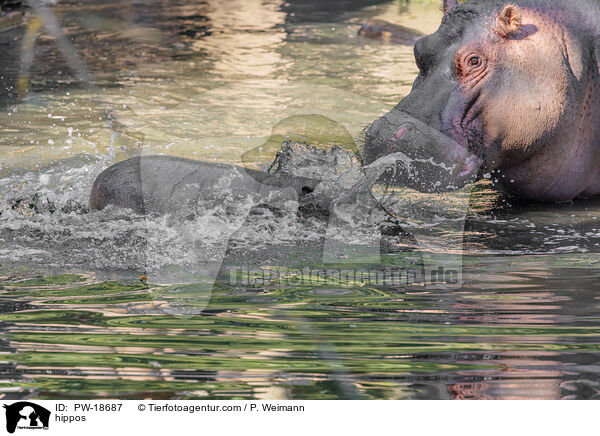 hippos / PW-18687