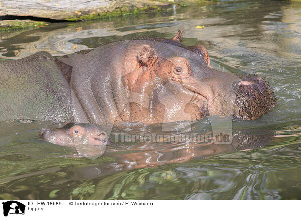 Flusspferde / hippos / PW-18689