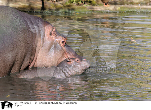 Flusspferde / hippos / PW-18691
