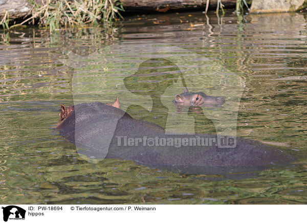 Flusspferde / hippos / PW-18694