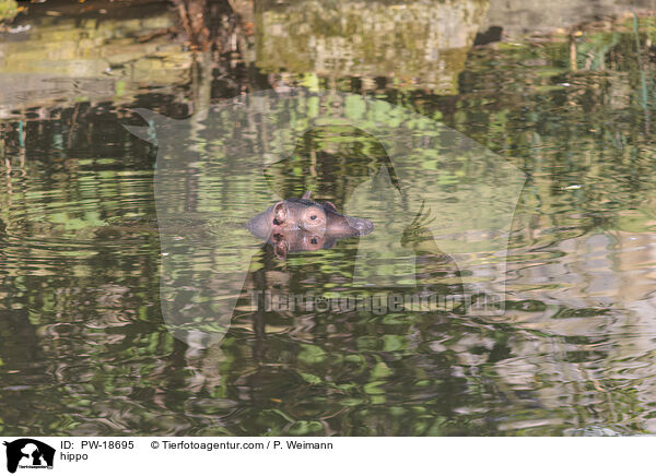 hippo / PW-18695